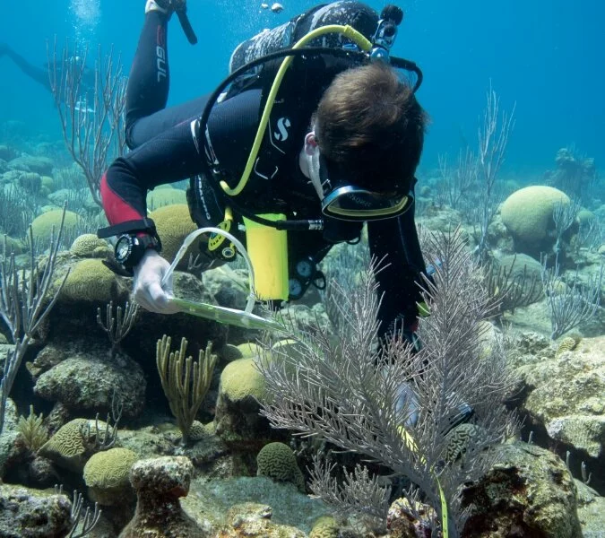 A scientist scuba dives