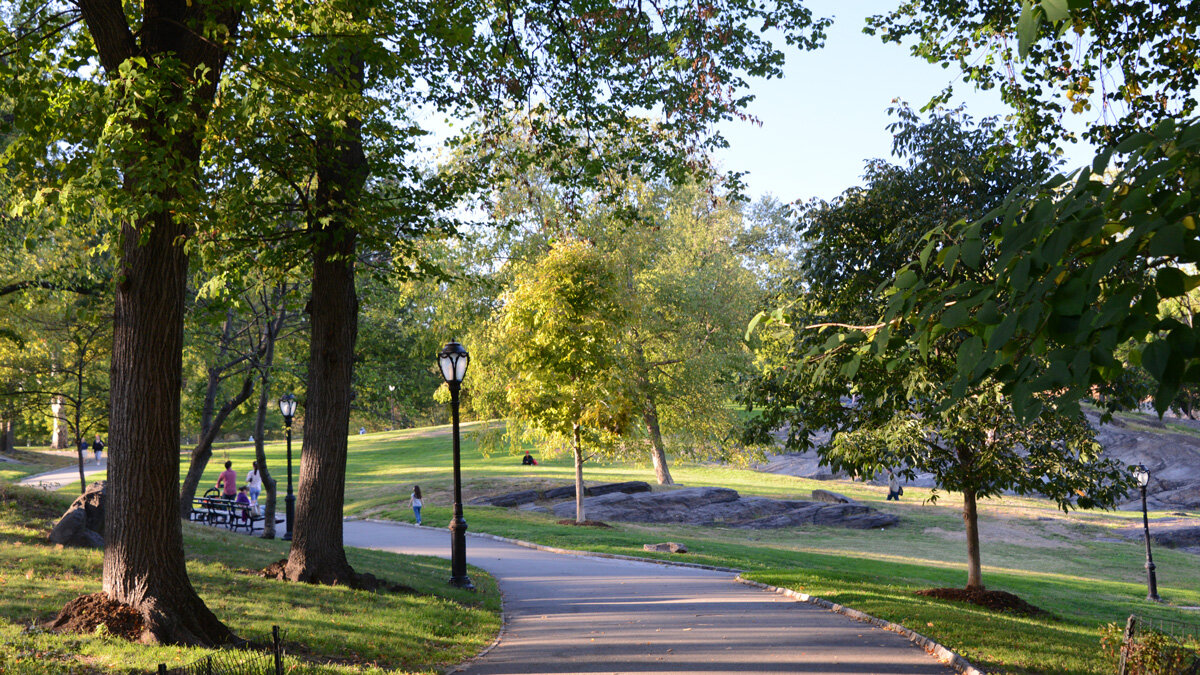 A path with green trees in New York's Central Park