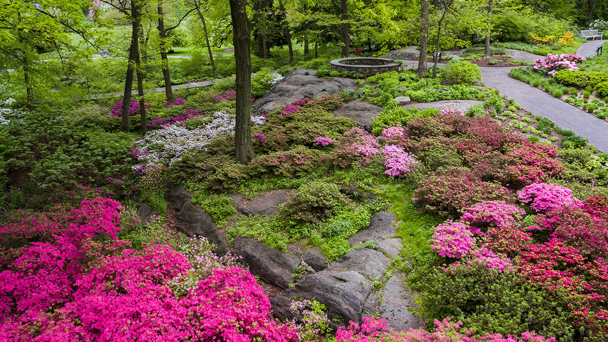 Flowers blooming at The New York Botanical Garden.