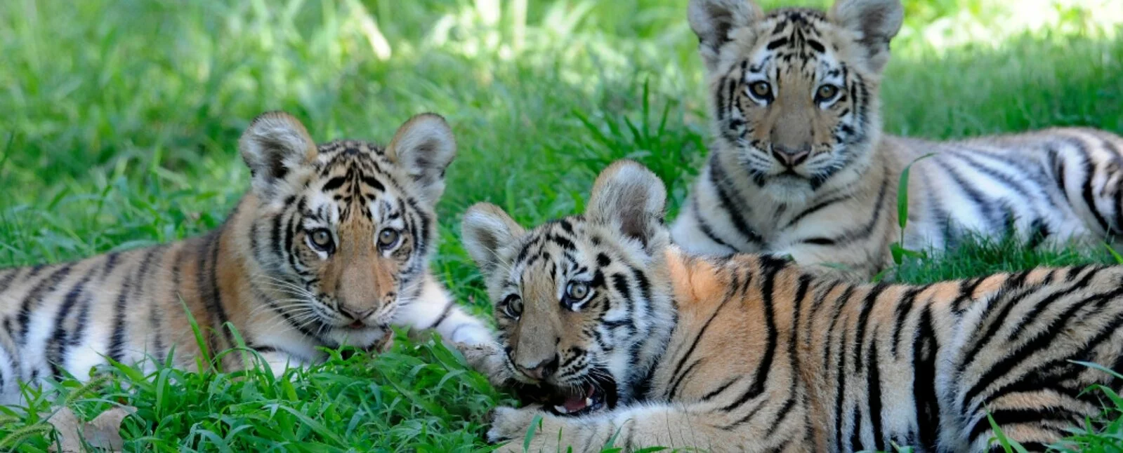 Three tigers sit in a grassy area