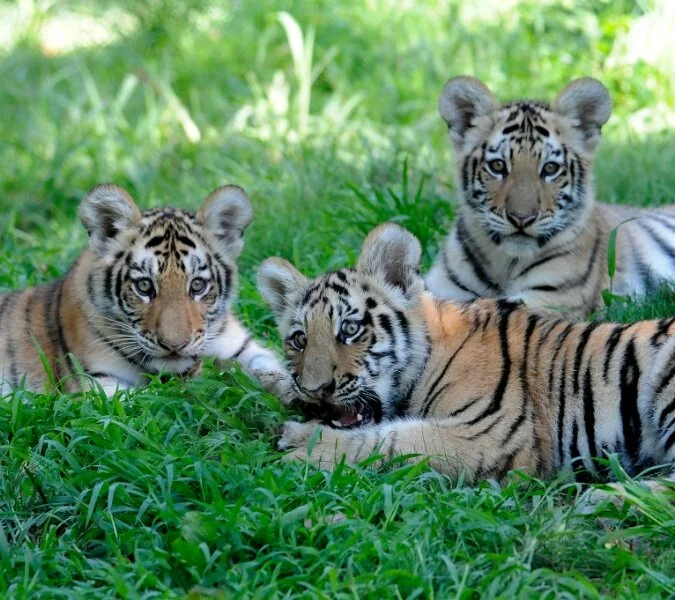 Three tigers sit in a grassy area