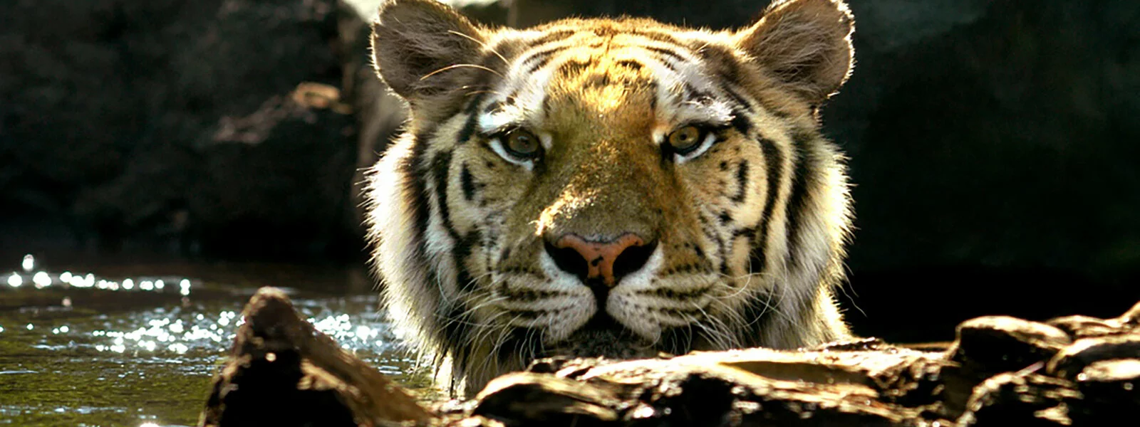 A tiger in water